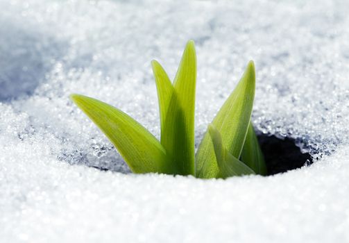 Young crocus leaves in the snow in early spring