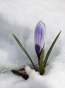 A fresh crocus flower in the snow