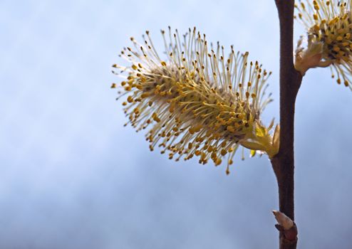 Flowering pussy-willow in spring against blurred background, macro shot