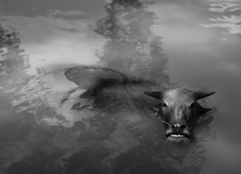 BLACK AND WHITE PHOTO OF WATER BUFFALO WALLOWING IN WATER
