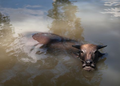 COLOR PHOTO OF WATER BUFFALO WALLOWING IN WATER