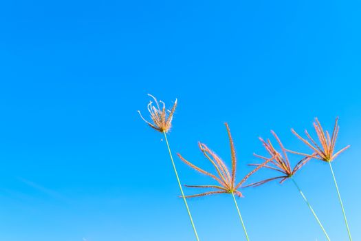 Wild grass flowers in blue sky background