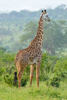 Giraffe in the savanna of East Tsavo Park in Kenya