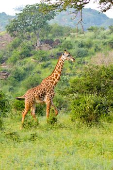 Giraffe in the savanna of East Tsavo Park in Kenya