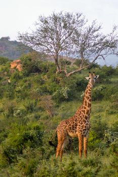 Giraffe in the savanna of East Tsavo Park in Kenya