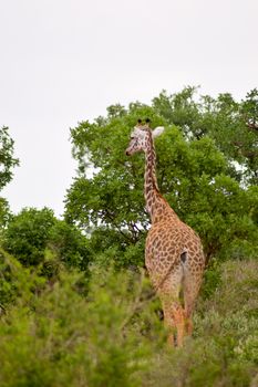 Giraffe in the savanna of East Tsavo Park in Kenya