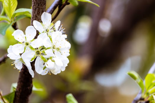 Flowering tree in spring