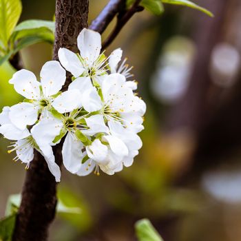 Flowering tree in spring