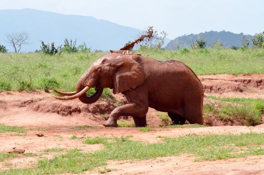 Kenya's red elephant taking a mud bath in the East Tsavo Park