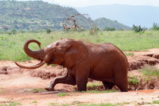 Kenya's red elephant taking a mud bath in the East Tsavo Park