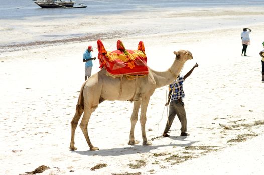 Dromedary on the beach for walks in Bamburi in Kenya