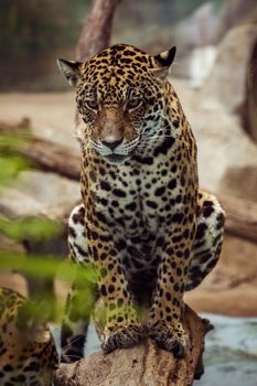 close up full body of leopard ,panthera looking eyes contact