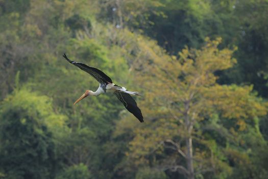  Painted Stork  bird flying against green natural wild