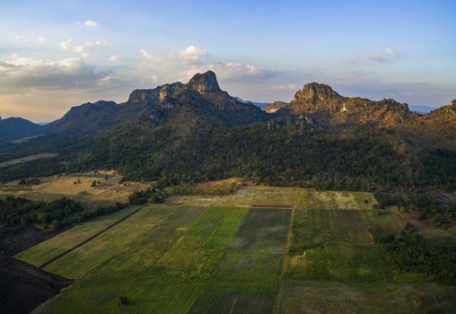 sunflowers field and agricultural area with  lime stone mountain background in lopburi central of thailand 