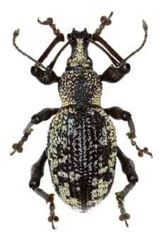 Weevil Otiorhynchus corruptor on white Background  -  Otiorhynchus corruptor (Host, 1789) 