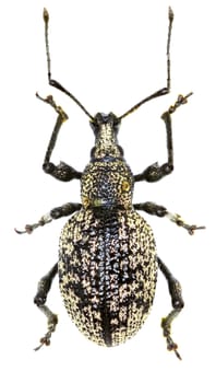 Weevil Otiorhynchus corruptor on white Background  -  Otiorhynchus corruptor (Host, 1789) 