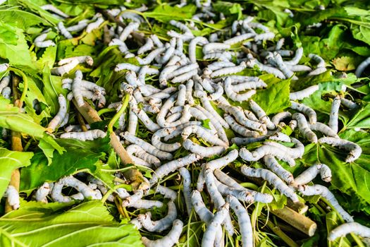 Silkworms close up on a mulberry leaf