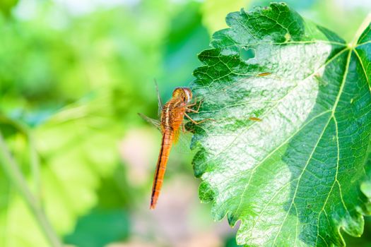 dragonfly on mulberry leaf in nature background