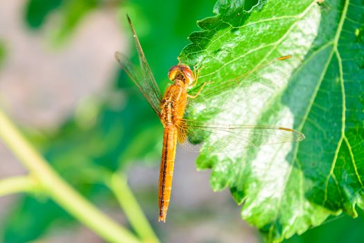 dragonfly on mulberry leaf in nature background