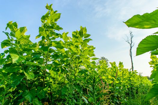 Growing mulberry tree at field