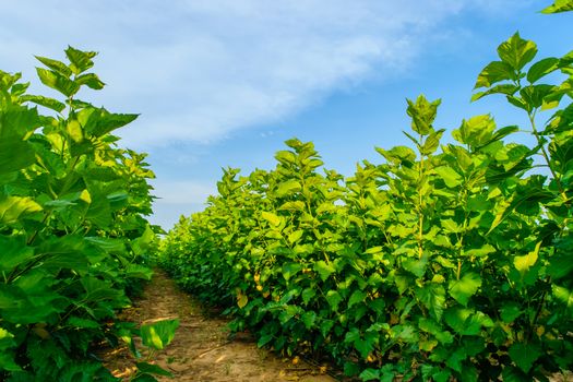 Growing mulberry tree at field