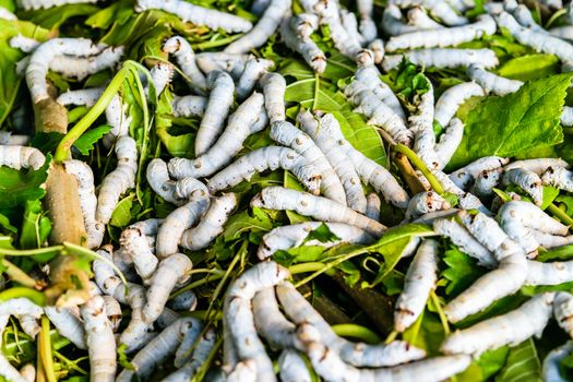 Silkworms close up on a mulberry leaf