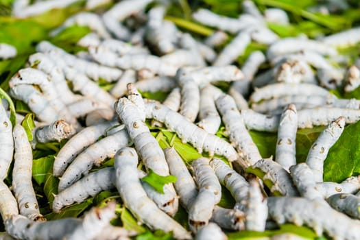 Silkworms close up on a mulberry leaf