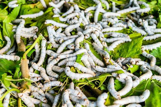 Silkworms close up on a mulberry leaf