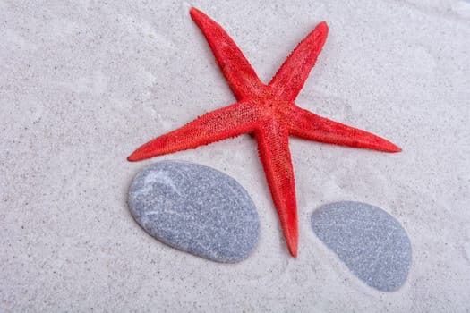 White starfishes and two shells on a greay sand
