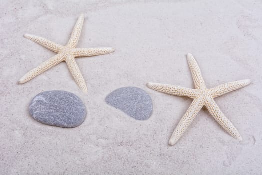 White starfishes and two shells on a greay sand