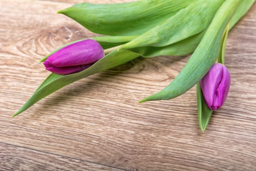Violet tulips on a brown wooden background