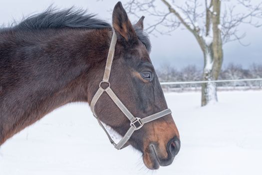 Portrait of brown horse head in winter