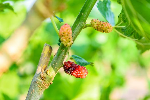 Fresh ripe mulberry berries on tree - Fresh mulberry