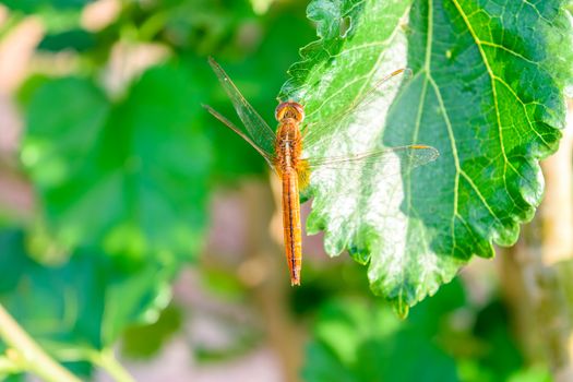 dragonfly on mulberry leaf in nature background