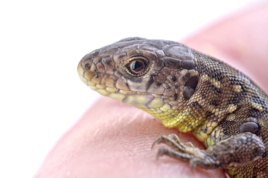 A lizard on a human finger isolated on a white background