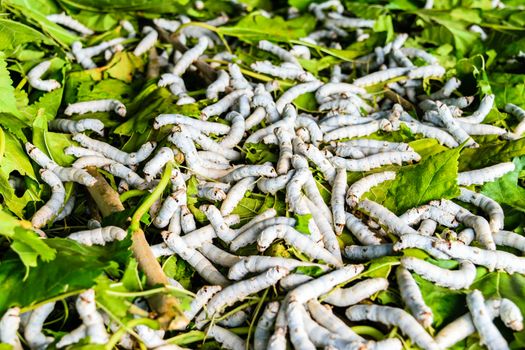 Silkworms close up on a mulberry leaf