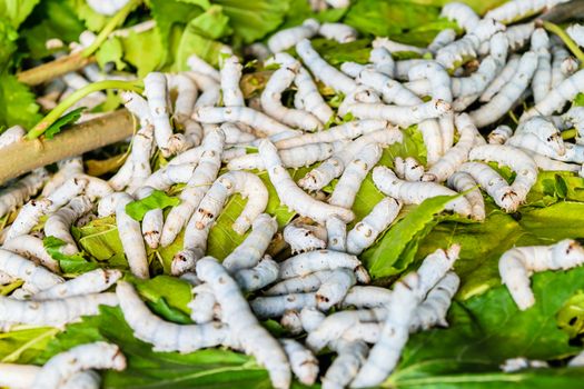 Silkworms close up on a mulberry leaf