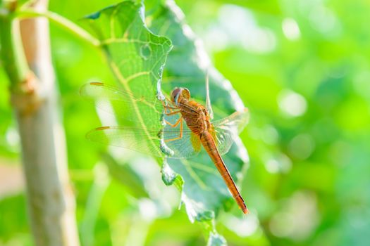 dragonfly on mulberry leaf in nature background