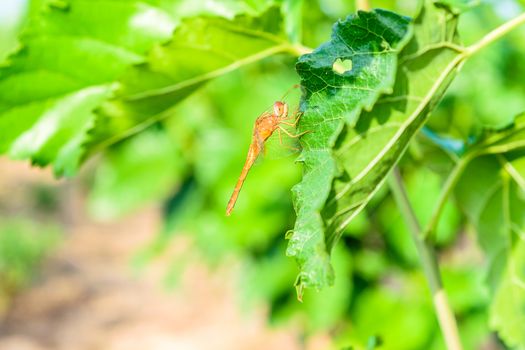 dragonfly on mulberry leaf in nature background