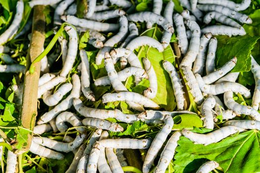 Silkworms close up on a mulberry leaf