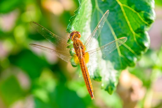 dragonfly on mulberry leaf in nature background