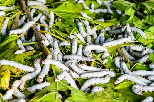 Silkworms close up on a mulberry leaf