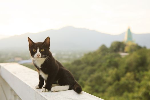lovely thai black and white cat sitting on terrace against beautiful morning light