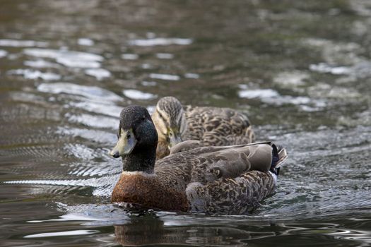 couples mallard duck swimming in water pool 