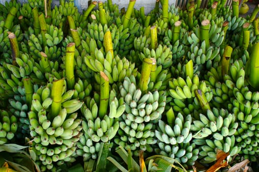 Group bunch of bananas in green at Vietnam farmer market, an agriculture product, tropical fruit