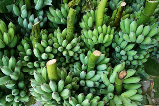 Group bunch of bananas in green at Vietnam farmer market, an agriculture product, tropical fruit