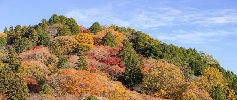 korankei Forest autumn park Nagoya Japan panorama