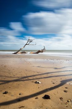 A tree sinking into the sand at Southwold, Suffolk