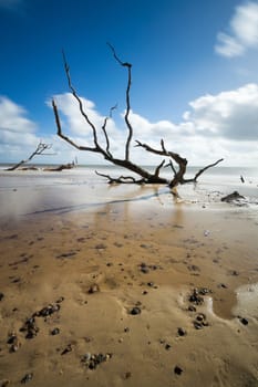 Some trees sunken into the sand at Southwold, Suffolk
