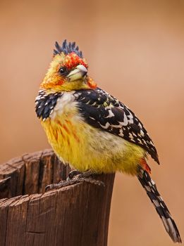 The Crested Barbet (Trachyphonus vaillanti) photographed in Kruger National Park, South Africa.